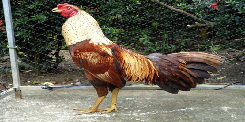Huấn luyện là phần quan trong để gà tự tin trong chiến đấu