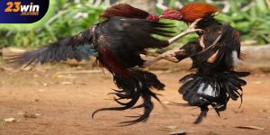 Đá gà đòn tại 23Win